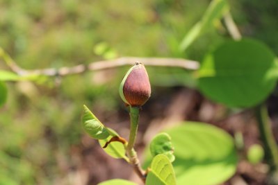 Magnolia Wilsonii - šácholan Wilsonův - poupě